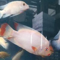 Tropical Fish and Feed ico