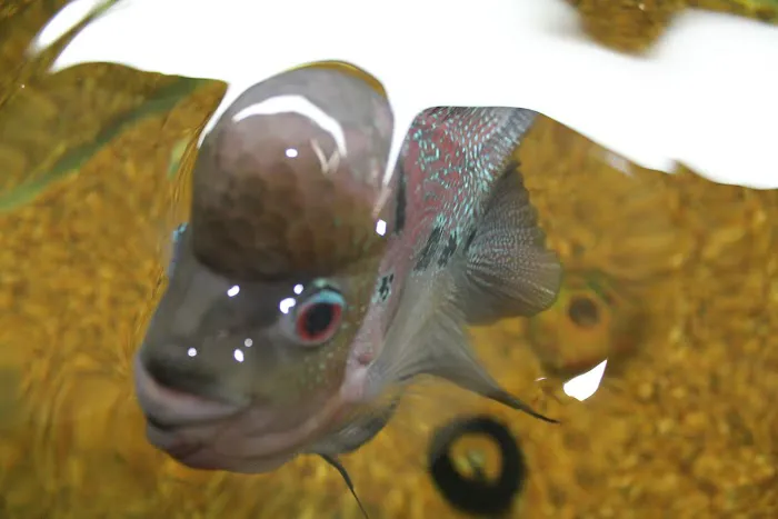 Tropical Fish and Feed Picture 7
