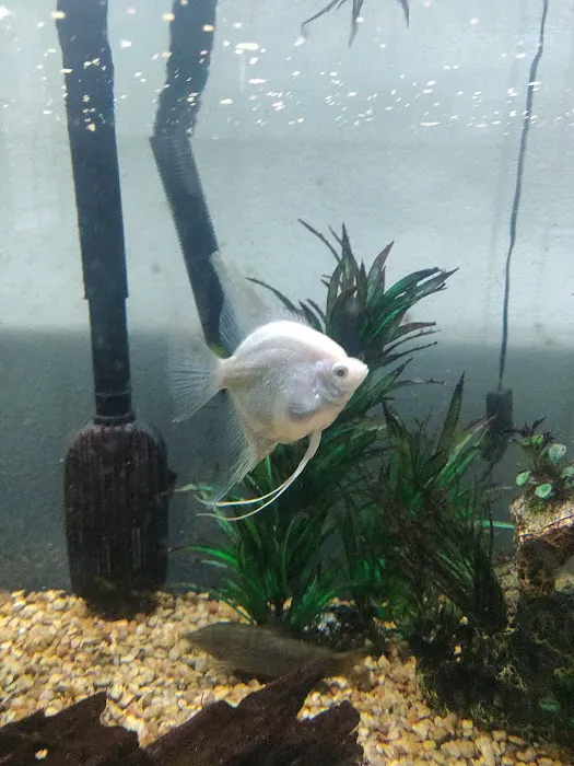 Tropical Fish and Feed Picture 3