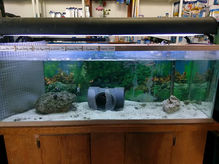 Tropical Fish and Feed Picture 8