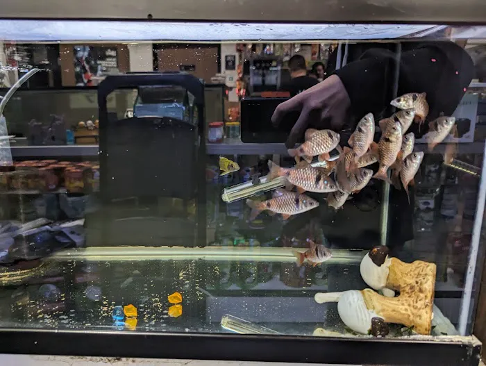 Tropical Fish and Feed Picture 6