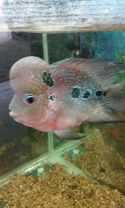 Tropical Fish and Feed Picture 9