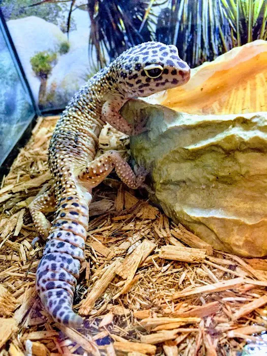 S &K Pet Shop Reptiles and Birds and supplies Picture 2