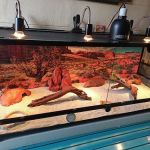 S &K Pet Shop Reptiles and Birds and supplies