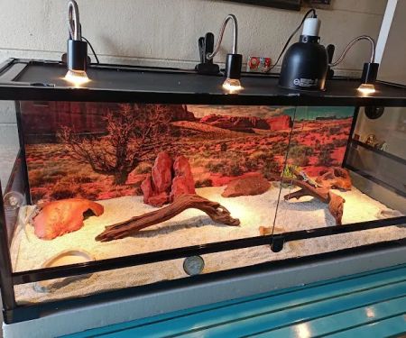S &K Pet Shop Reptiles and Birds and supplies