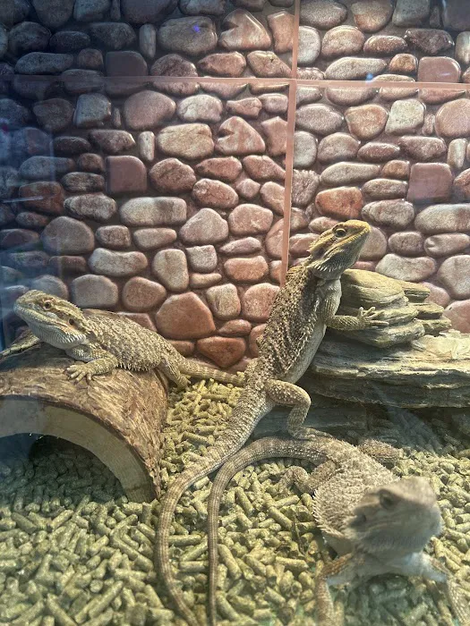 S &K Pet Shop Reptiles and Birds and supplies Picture 3