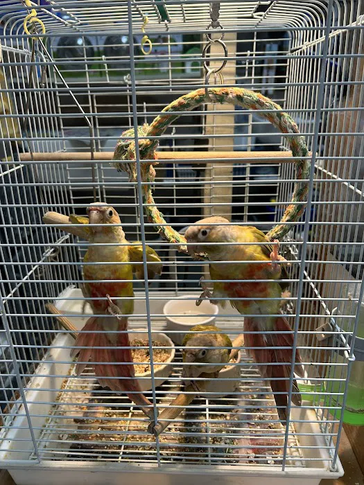 S &K Pet Shop Reptiles and Birds and supplies Picture 6