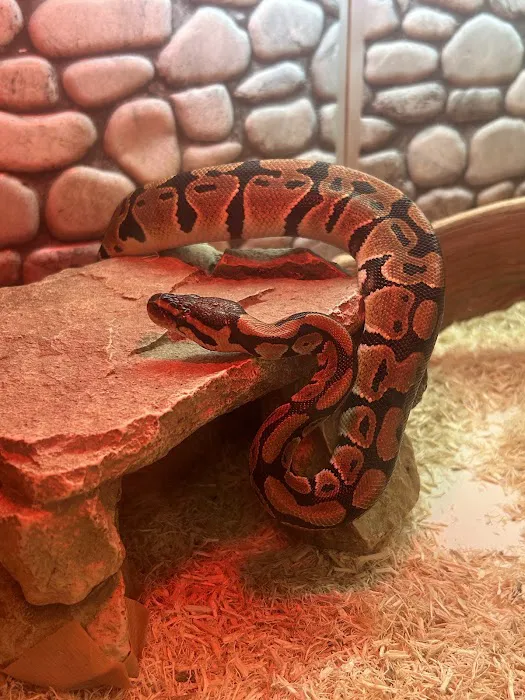 S &K Pet Shop Reptiles and Birds and supplies Picture 9