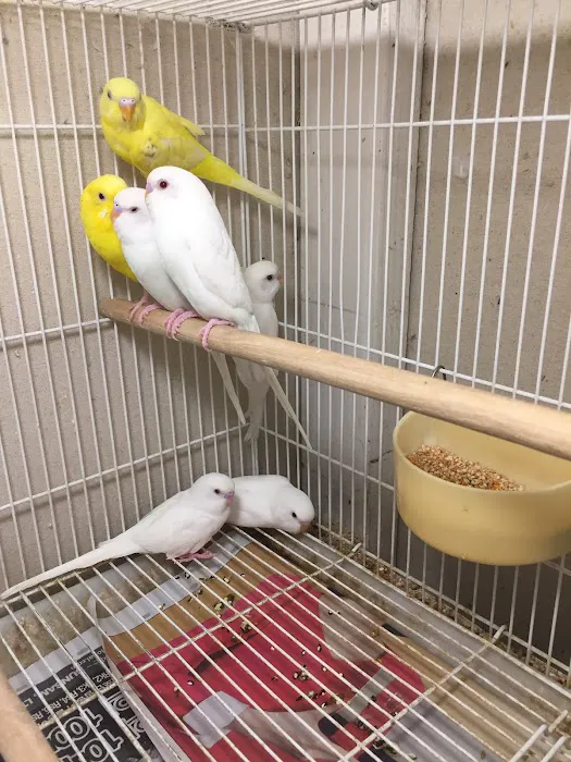S &K Pet Shop Reptiles and Birds and supplies Picture 8