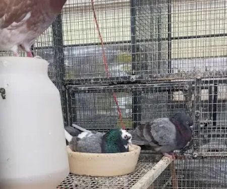 Dan's Feed & Seed