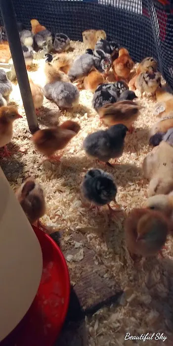 Dan's Feed & Seed Picture 4