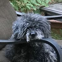 Banfield Pet Hospital ico