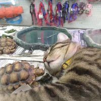 Tony's Pet Food & Supplies ico