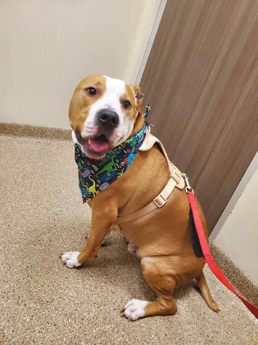 Arizona Animal Wellness Center Picture 5
