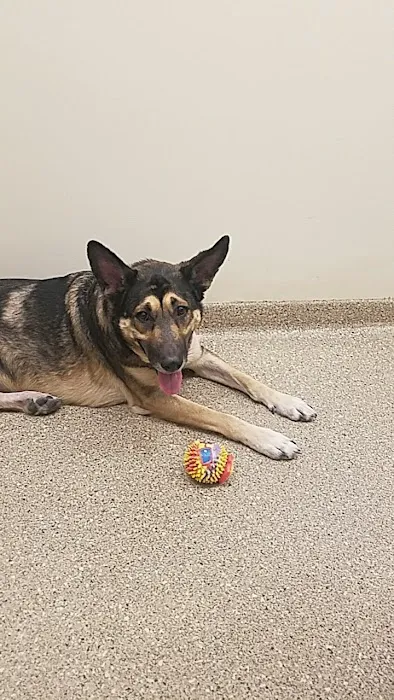 Arizona Animal Wellness Center Picture 10