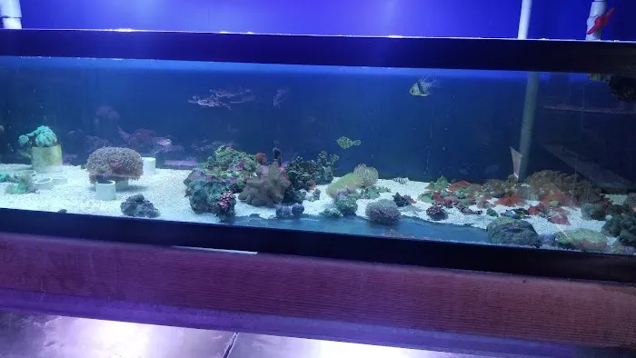 Shillington Aquariums Picture 1