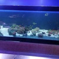 Shillington Aquariums ico