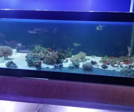 Shillington Aquariums
