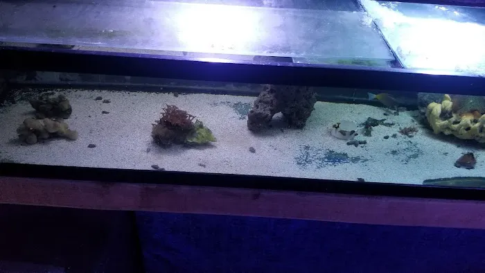 Shillington Aquariums Picture 2