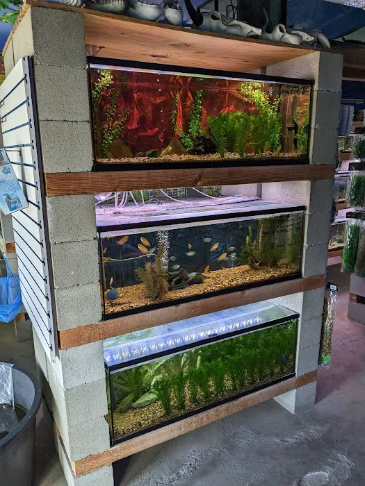 Shillington Aquariums Picture 4