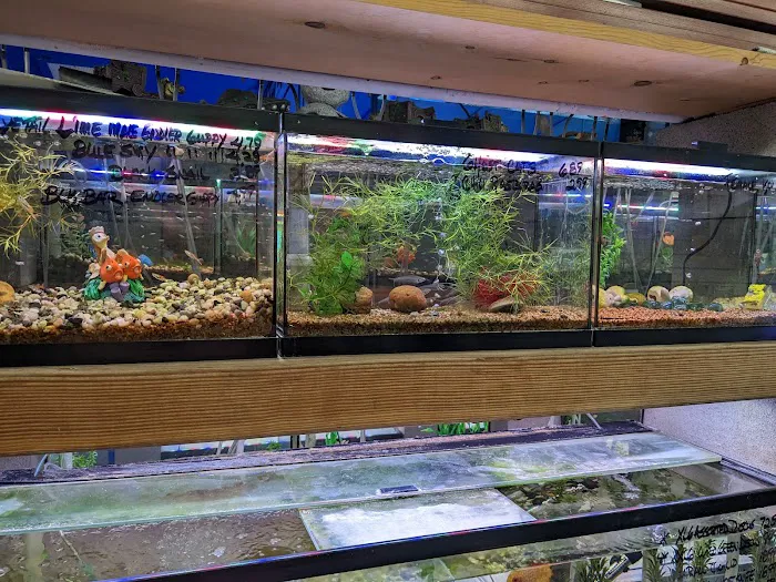 Shillington Aquariums Picture 6