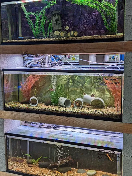 Shillington Aquariums Picture 10