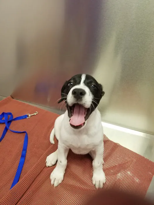Caring Critters Animal Hospital Picture 1