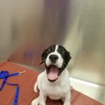 Caring Critters Animal Hospital