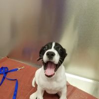 Caring Critters Animal Hospital ico