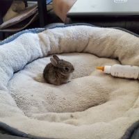 Uptown Pets ico