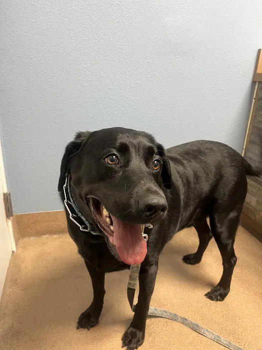 Companion Pet Clinic of Gold Canyon Picture 2
