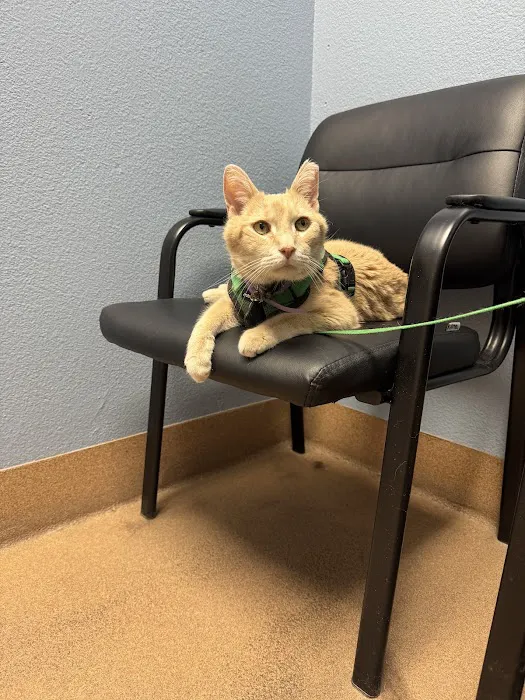 Companion Pet Clinic of Gold Canyon Picture 6