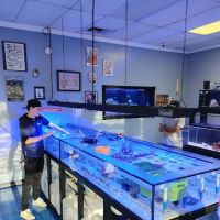 Hammer Aquatics ico