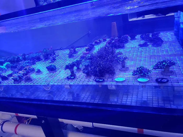 Hammer Aquatics Picture 2
