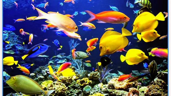 Hammer Aquatics Picture 9