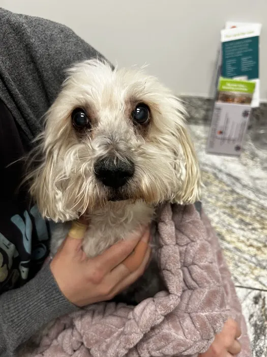 Gilbert Queen Creek Emergency Veterinarian & Pet Urgent Care Picture 1