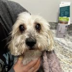 Gilbert Queen Creek Emergency Veterinarian & Pet Urgent Care