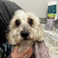 Gilbert Queen Creek Emergency Veterinarian & Pet Urgent Care ico