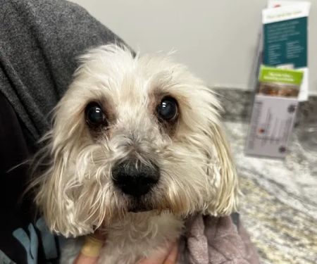 Gilbert Queen Creek Emergency Veterinarian & Pet Urgent Care