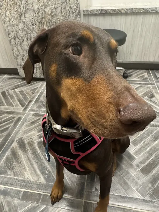 Gilbert Queen Creek Emergency Veterinarian & Pet Urgent Care Picture 4