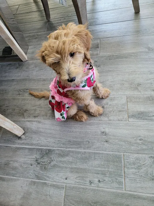 Gilbert Queen Creek Emergency Veterinarian & Pet Urgent Care Picture 2