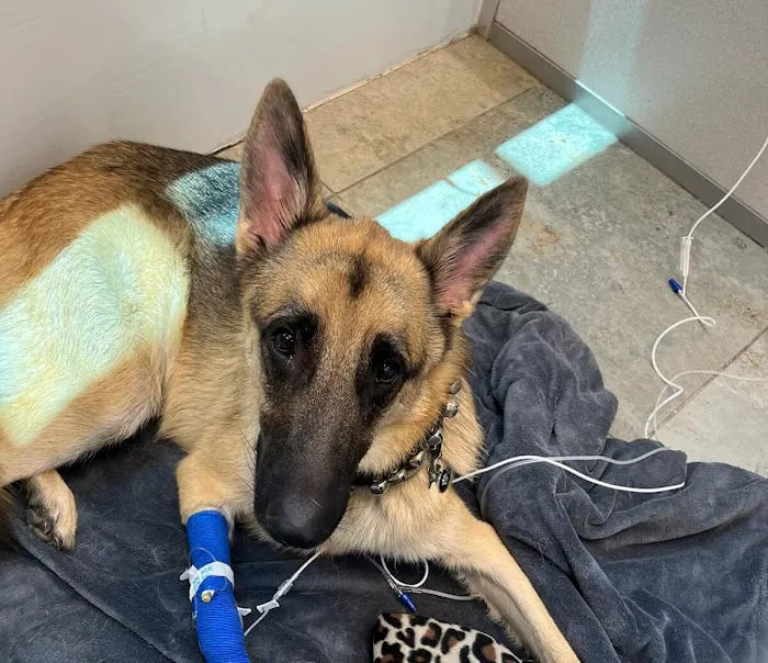 Gilbert Queen Creek Emergency Veterinarian & Pet Urgent Care Picture 8