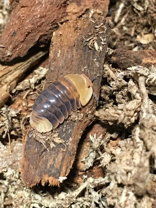 Nature's CUC and Feeders Picture 6