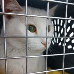 Animal House Veterinary Clinic