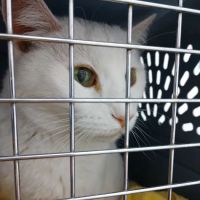 Animal House Veterinary Clinic ico