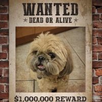 The Pet Dental Clinic ico