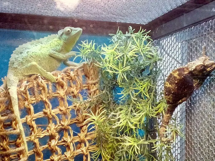 LLLReptile & Supply Menifee Picture 9
