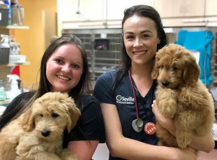 Seville Veterinary Hospital Picture 7