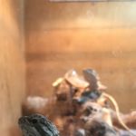 The Reptile Den