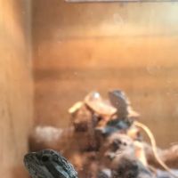 The Reptile Den ico